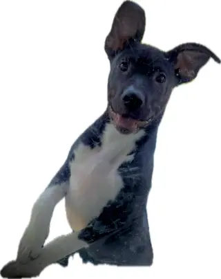 Neriah - Louisiana Litter