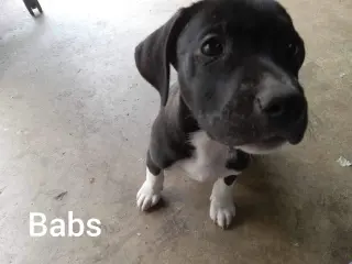 Neriah - Louisiana Litter