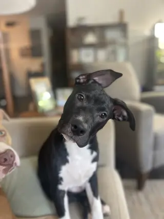 Neriah - Louisiana Litter