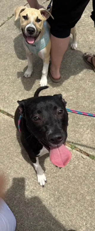 Neriah - Louisiana Litter