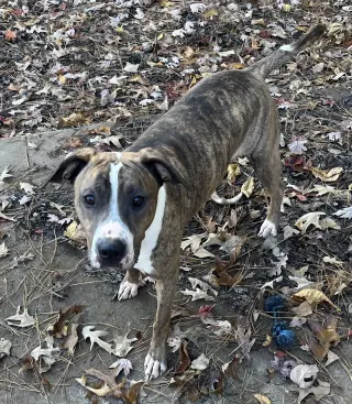 Jimmy - Louisiana Litter