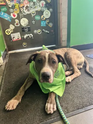 Jimmy - Louisiana Litter