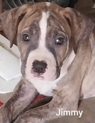 Jimmy - Louisiana Litter