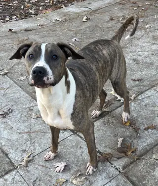 Jimmy - Louisiana Litter