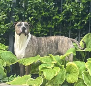 Jimmy - Louisiana Litter