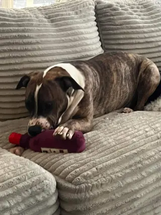 Jimmy - Louisiana Litter