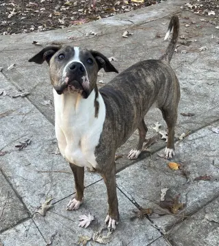 Jimmy - Louisiana Litter