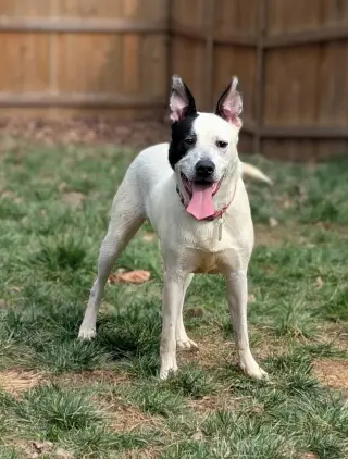 Parker - Louisiana Litter
