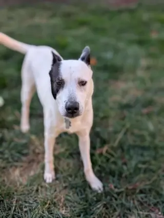 Parker - Louisiana Litter