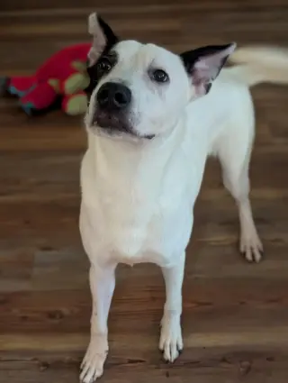 Parker - Louisiana Litter