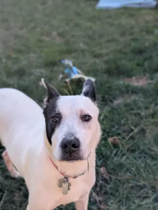 Parker - Louisiana Litter