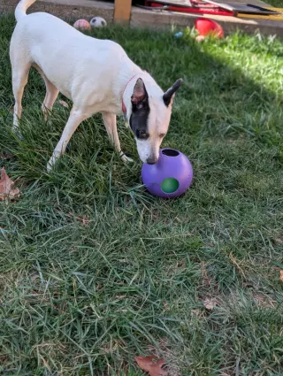 Parker - Louisiana Litter