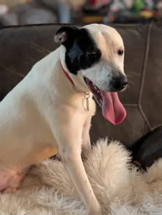 Parker - Louisiana Litter