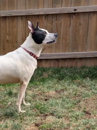 Parker - Louisiana Litter