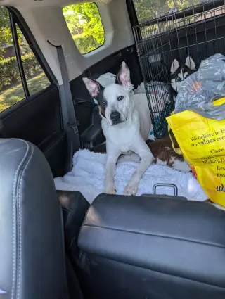 Parker - Louisiana Litter