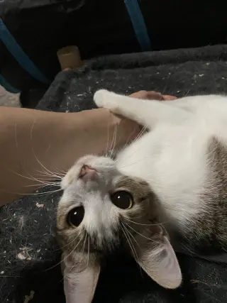 Valentina