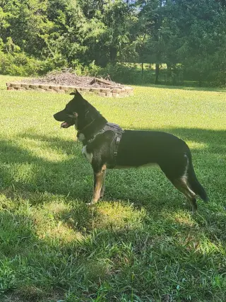 Siyah