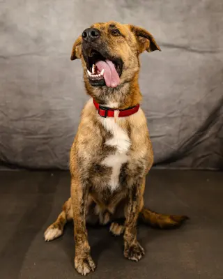 Lando