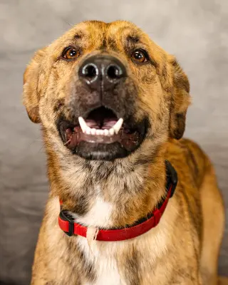 Lando