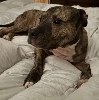 Princess