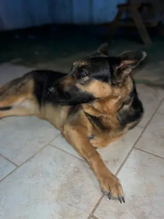 Daphne