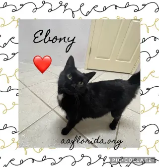 Ebony *Cyd