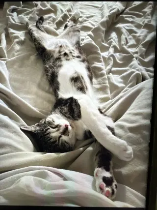 Luna Lu