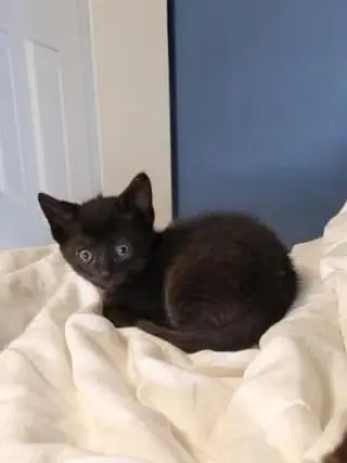 Spike