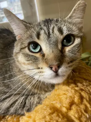 Maggie