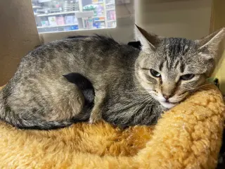 Maggie