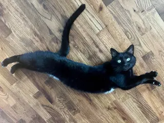 Sheila