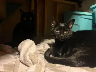 Sheila
