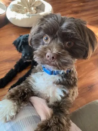 Wilson