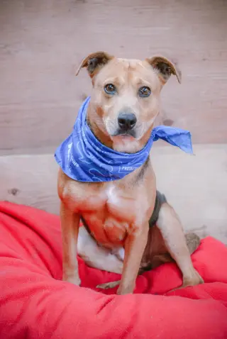 Penny Shep