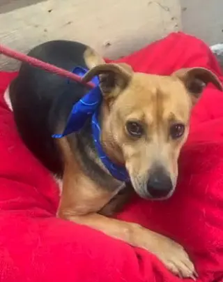 Penny Shep