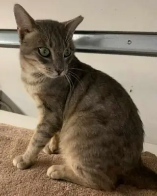 Cayden - Petsmart Plantation Foster Home