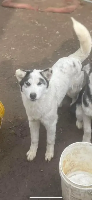 SASHA 2 (COURTESY POST)