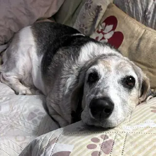 PETUNIA