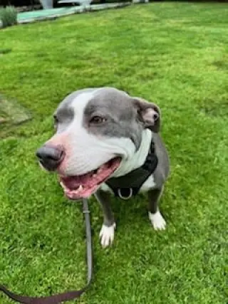 Bella
