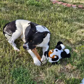 Baby (Courtesy Post) - Adopt Me!