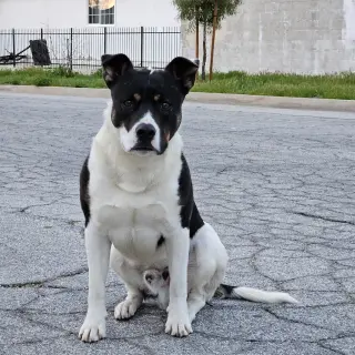 Baby (Courtesy Post) - Adopt Me!