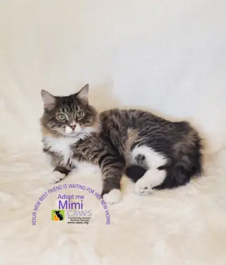 Mimi