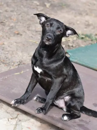 Shadow (Lone Star Litter)