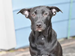 Shadow (Lone Star Litter)