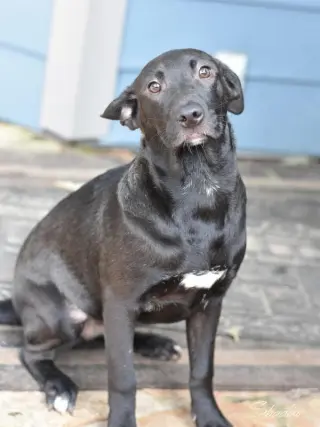 Shadow (Lone Star Litter)