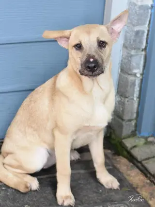 Punkin (Lone Star Litter)