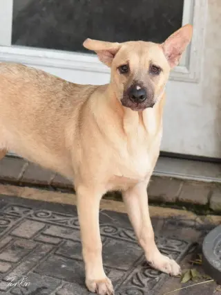 Punkin (Lone Star Litter)