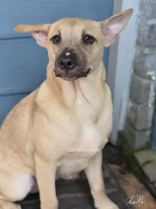 Punkin (Lone Star Litter)