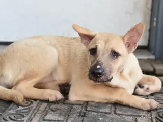 Punkin (Lone Star Litter)
