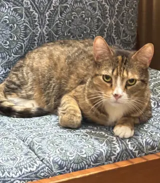Emma (FCID# 03/21/24 - 22)
